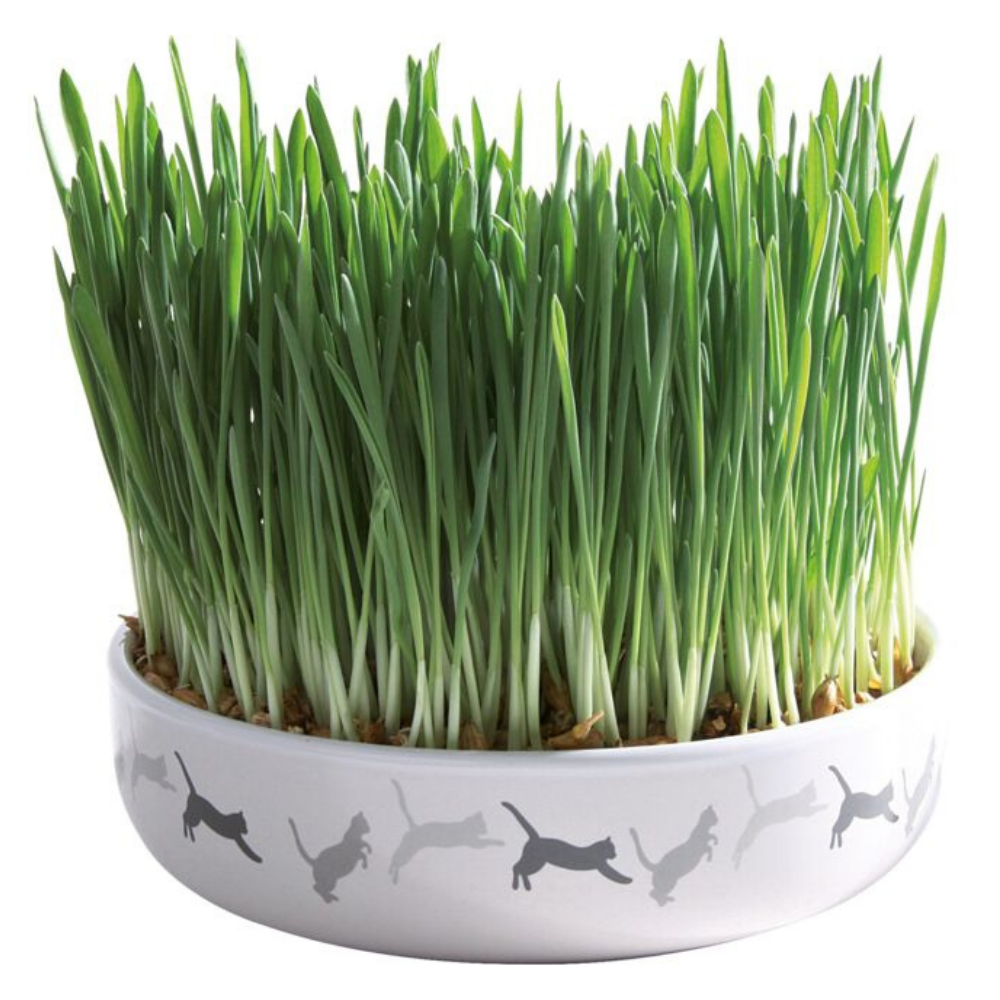 Trixie Cat Grass in Ceramic Bowl for Cats 50G