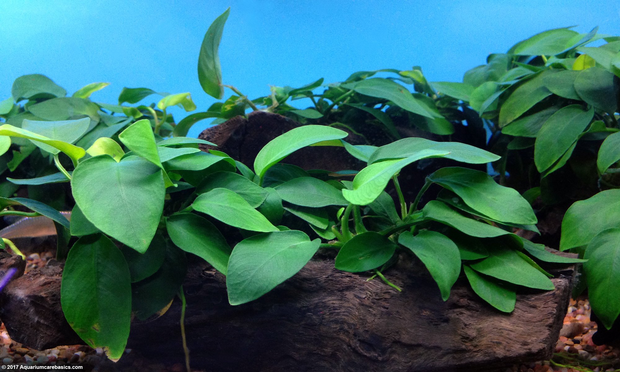 Anubias barteri - Pot