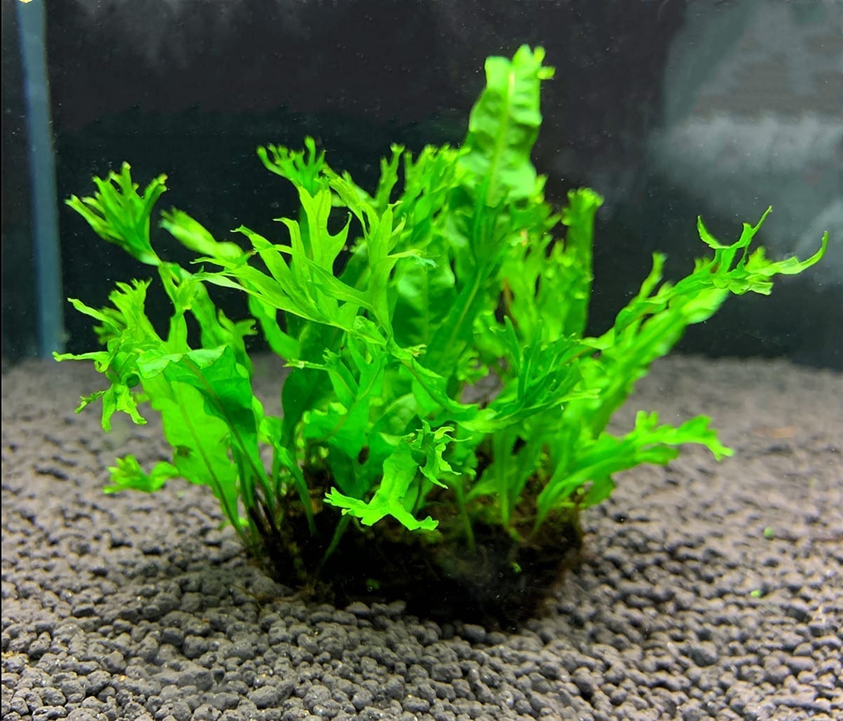 Java fern(Windelov) - Pot