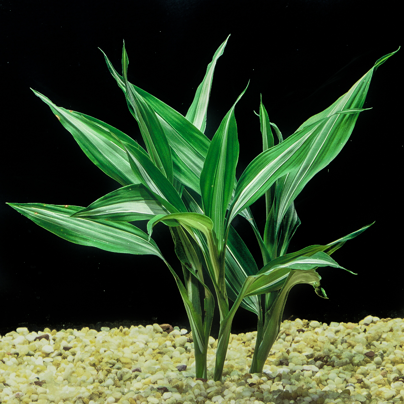 Dracaena sanderiana(Tower 3 Coiled spring)