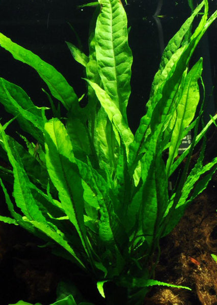 Anubias nana on driftwood 5-6 "