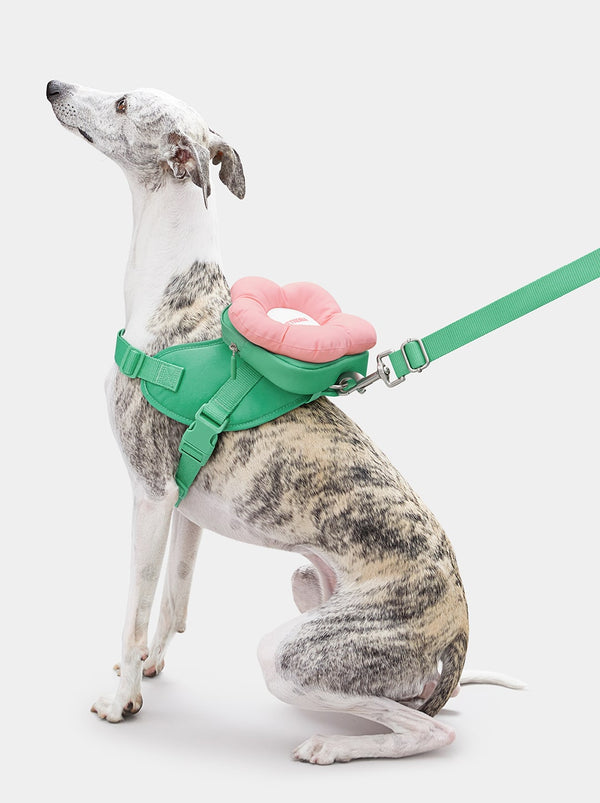 VETRESKA Flora Pet Backpack & Harness 3 in 1 Set (XS)