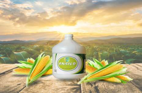 Ensilo (Silage inoculant)
