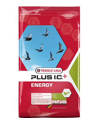 Energy Plus