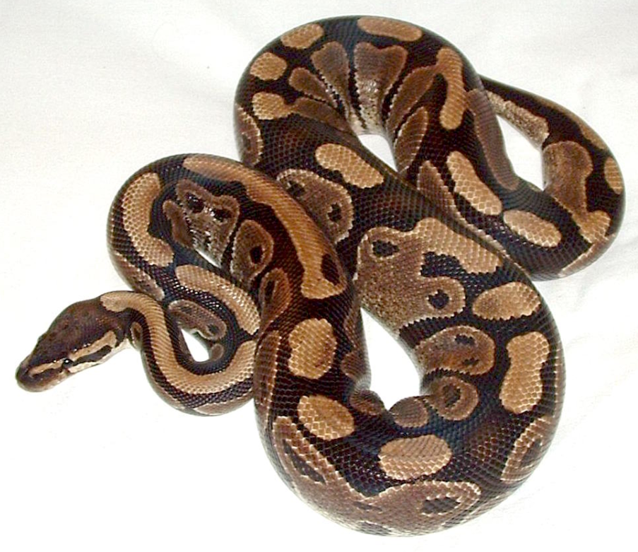 Ball Python