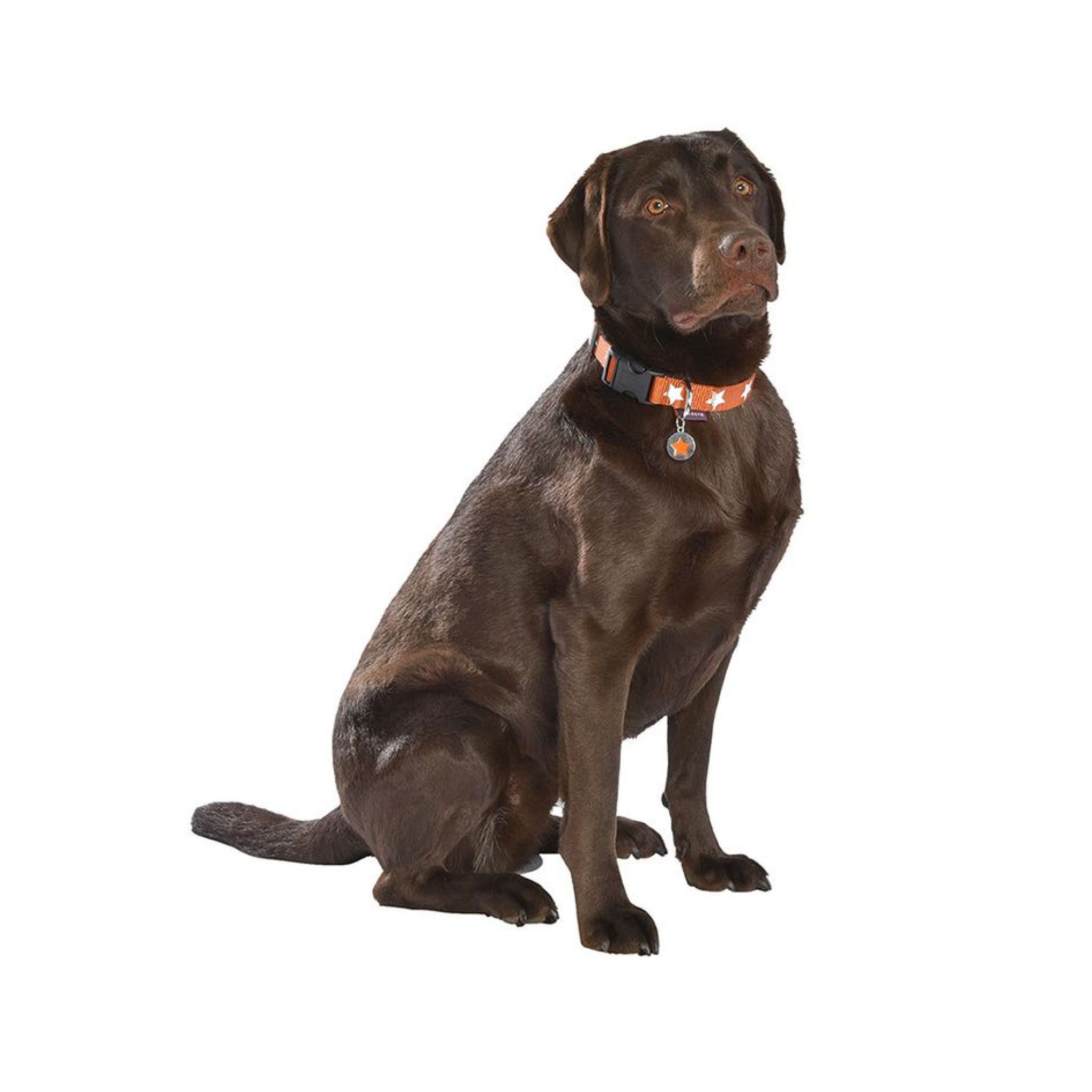 Midnight Collar Orange, Small