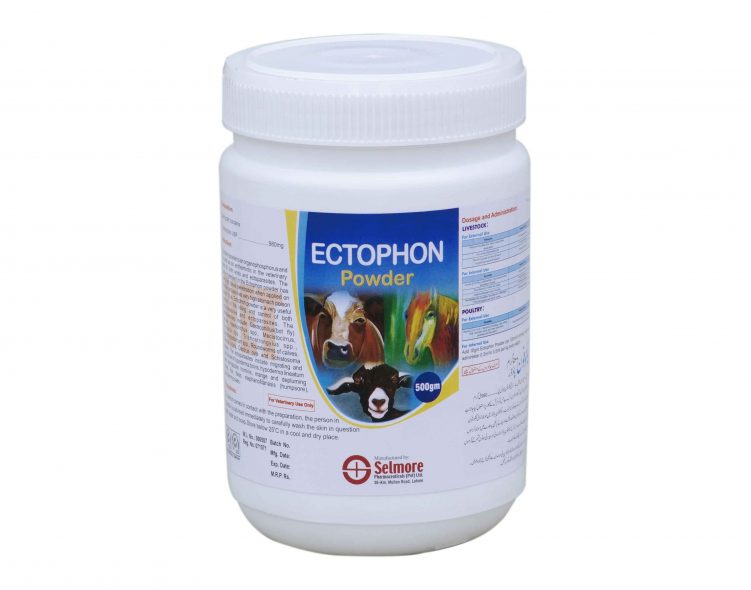 Ectophon
