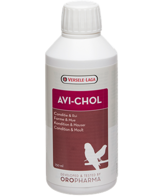 AVI CHOL