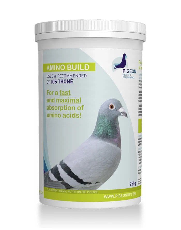 AMINO BUILD PHP