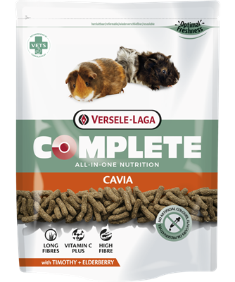 Cavia
