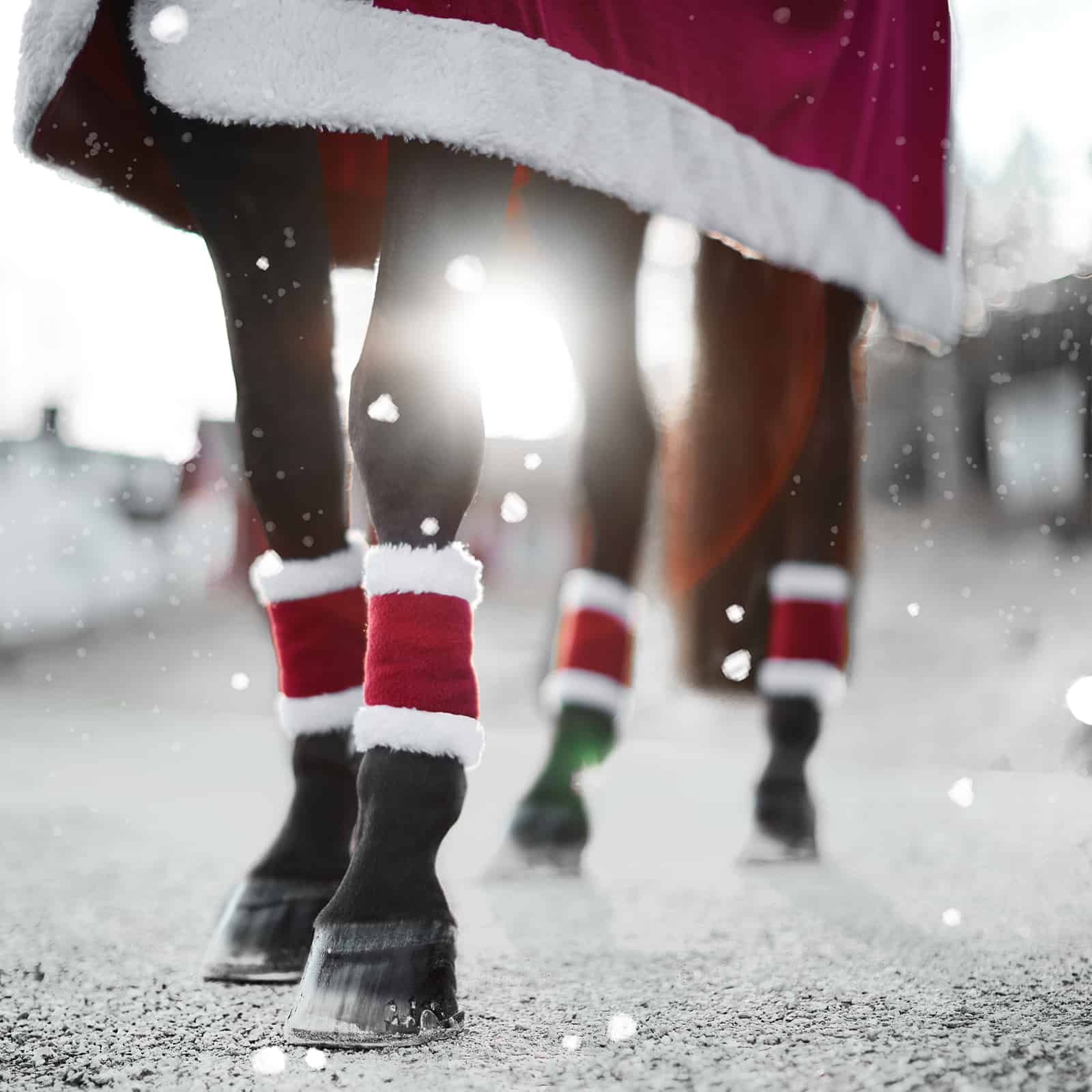 Horze Christmas Horse Leg Wraps
