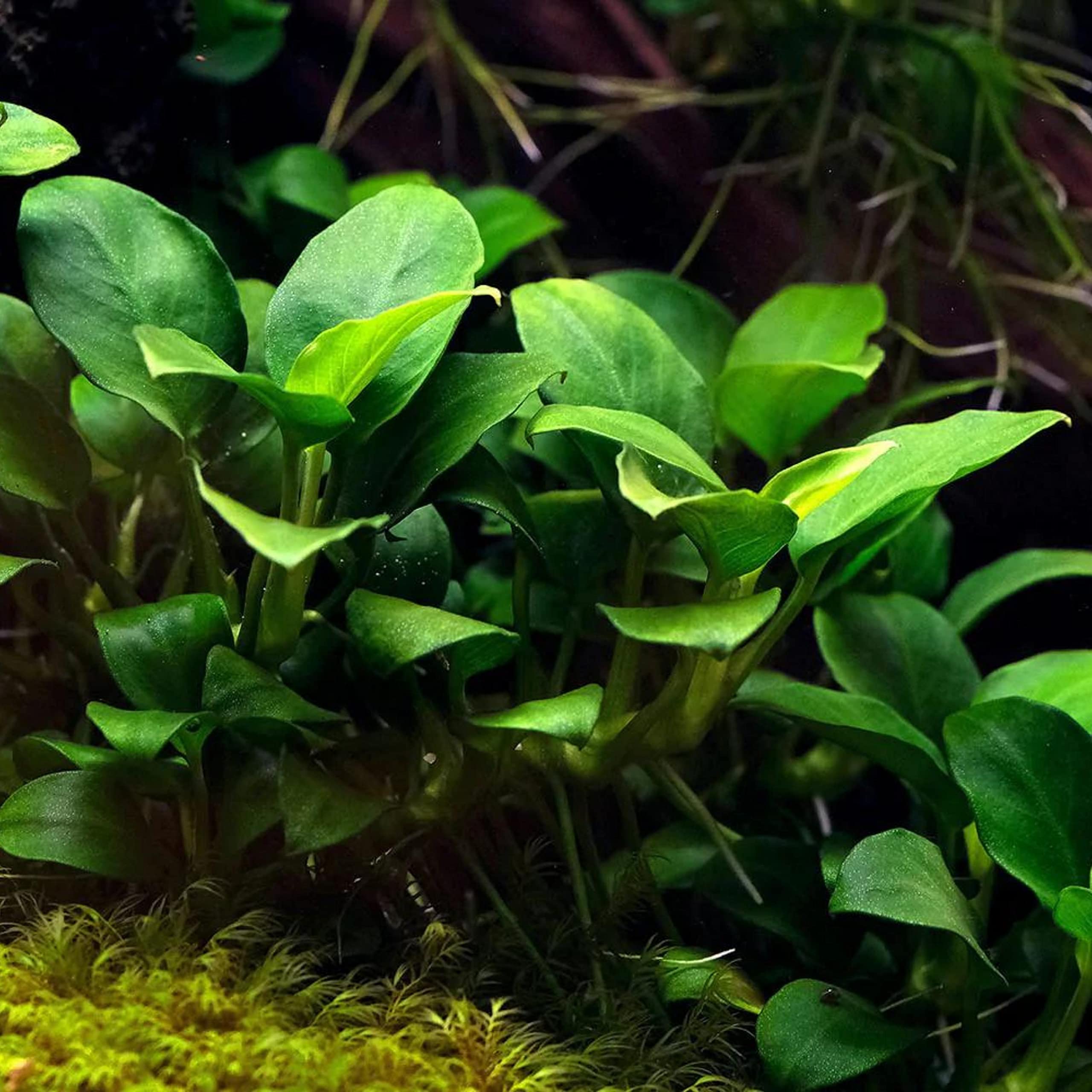 Anubias barteri on driftwood 5-6 "