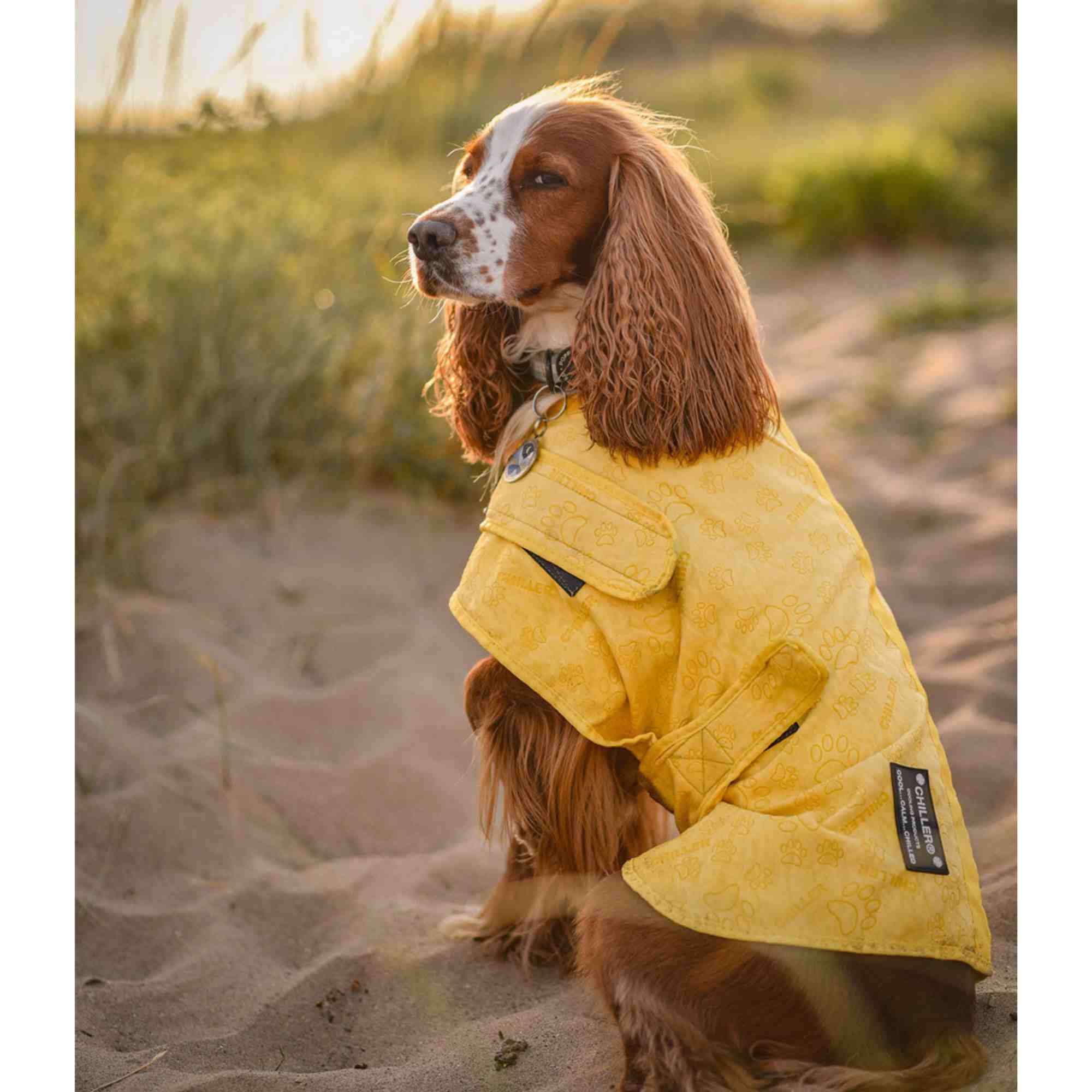Dog Cooling Vest Chiller® Chien