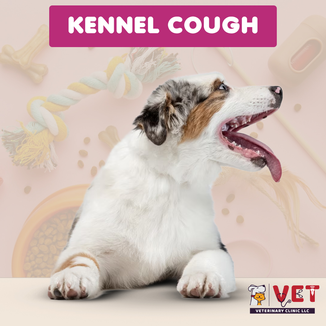 Vet Clinic Kennel Cough