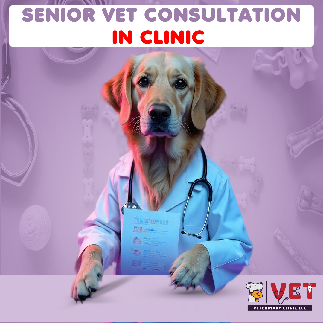 Vet Clinic SENIOR Vet Consultation ( In Clinic)