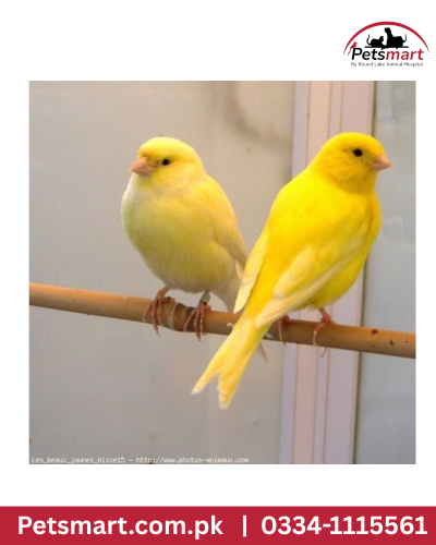 Bird canary pair