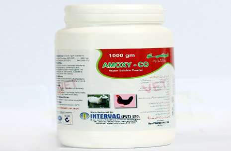 Amoxy Co Powder