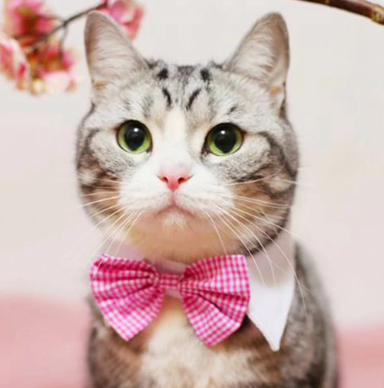 Cat & Dog Collar | Bow and Fish