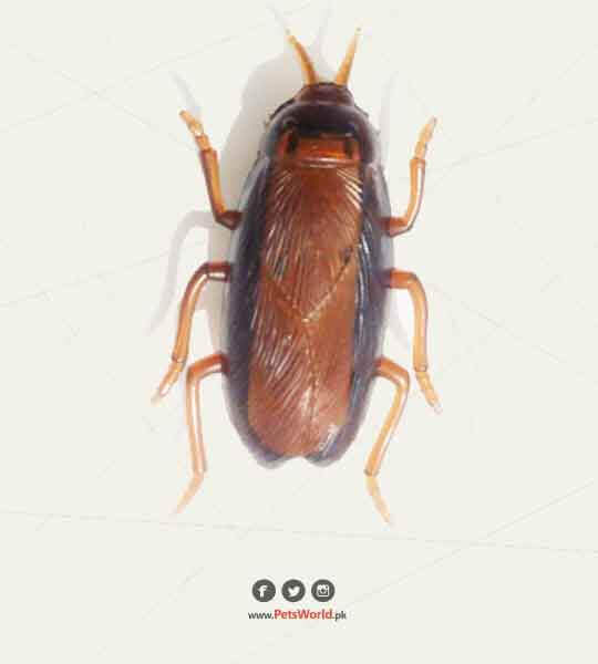 Plastic Vibrator Cockroach Shape Cat Toy