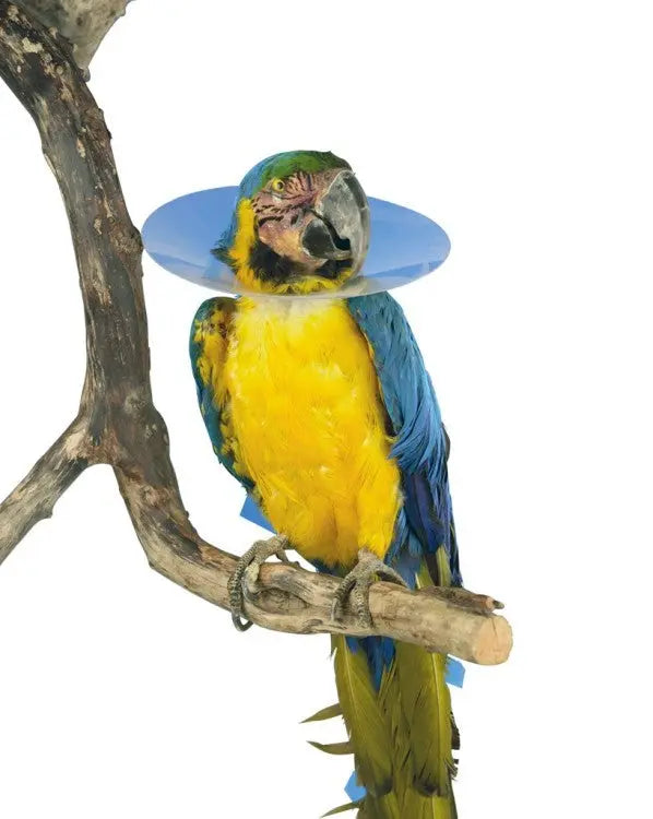 Buster Bird Collar 10/pk Disposable transparent collar for birds preventing the animal