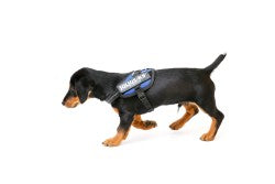 IDC Powerharness - Blue Size Baby 1