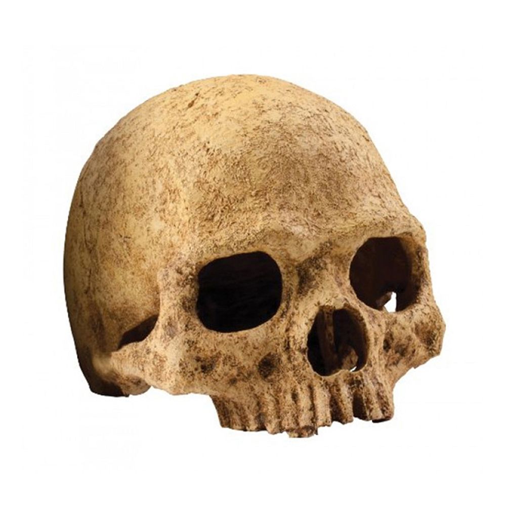 Exo Terra Decor Human Skull Terrarium Decor