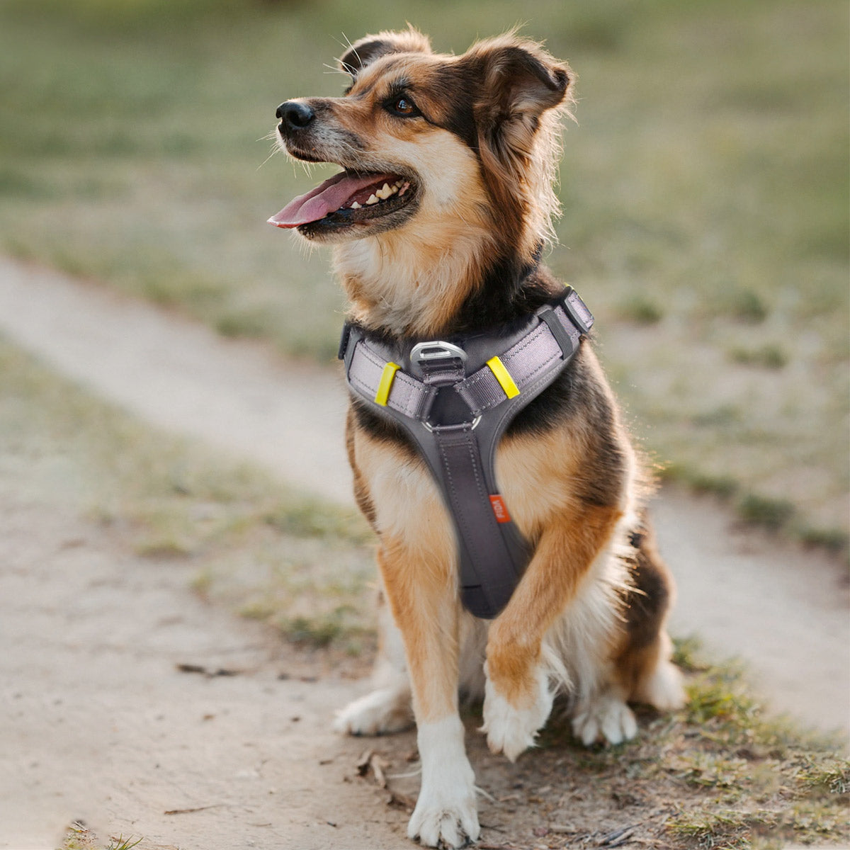 Fida Dog Harness Yellow