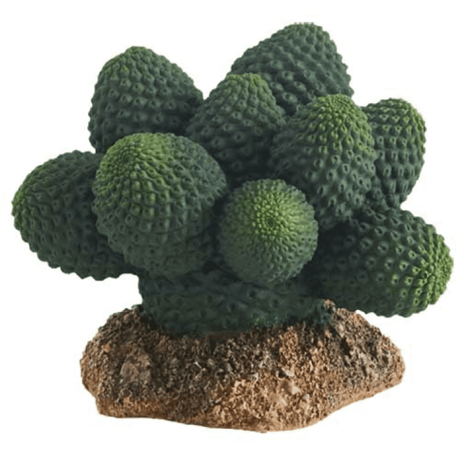 Hobby Cactus Atacama -7 CM