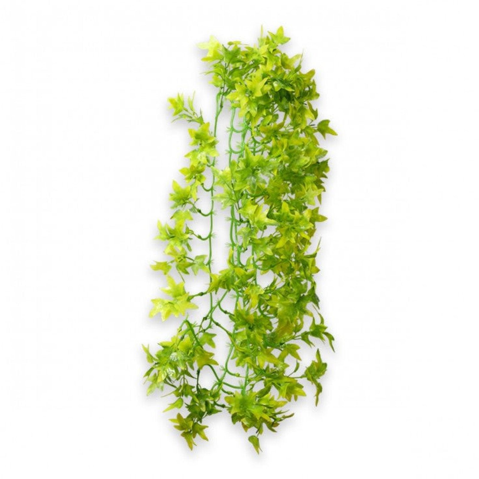 Hobby Climber Ivy