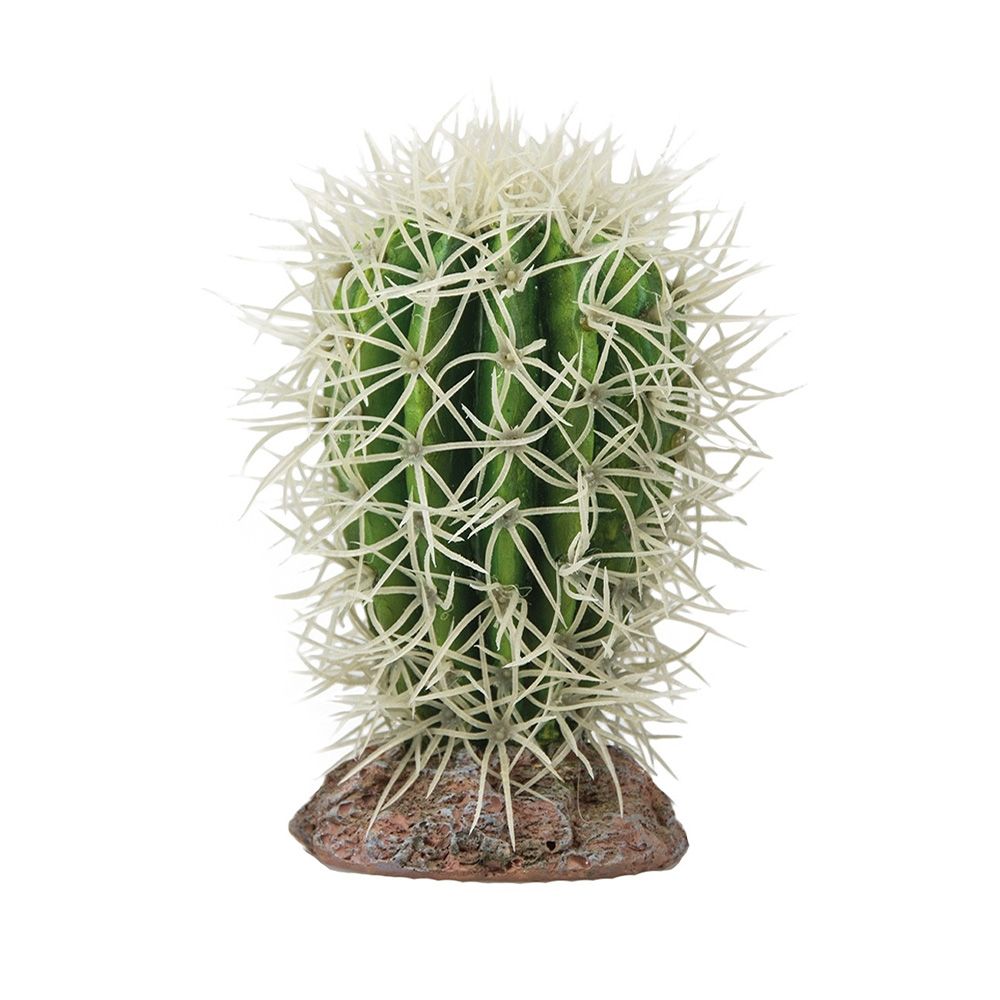 Hobby Cactus Great Basin