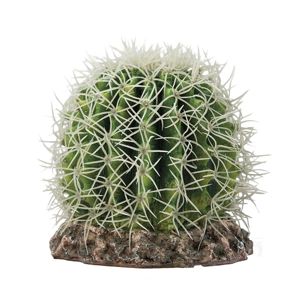 Hobby Cactus Sonora - Medium