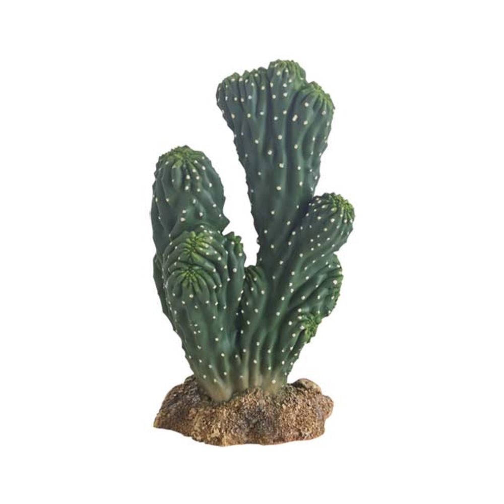 Hobby Cactus Victoria - 19 cm