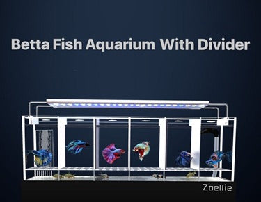 Betta Fish Tank with Sump Filter