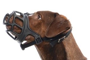 Muzzle