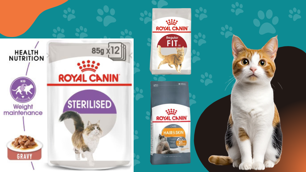 Cat Essentials Bundle