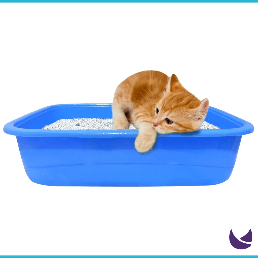 Litter Tray for Kittens