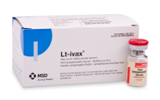 LT- IVAX