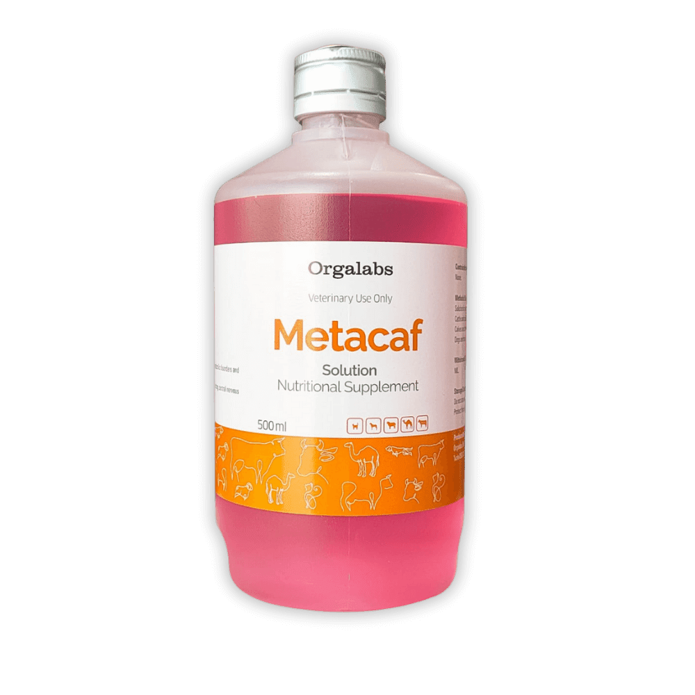 Metacaf Solution Metabolic & CNS Support Injection for Camels & Horses