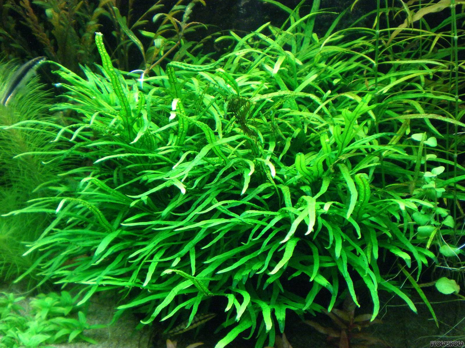 Microsorium pteropus on driftwood 5-6 "
