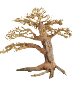 Pine Bonsai Wood –