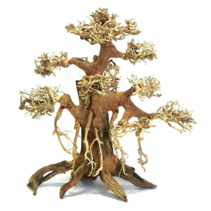 Banyan Bonsai Wood –