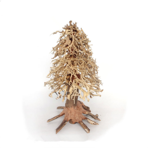 Christmas Tree Bonsai Wood –