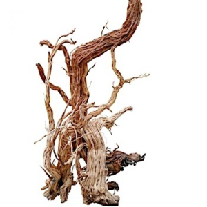Azalea Wood-S Shape /
