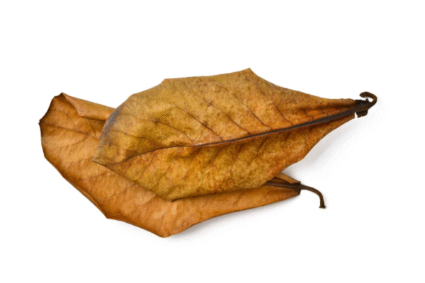 Catappa Leaves 15-25 Cm, 10 Pcs/Pk