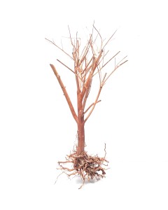 Photinia Wood –