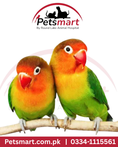Love bird pair