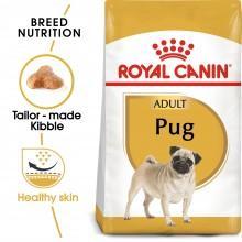 Adult Pug