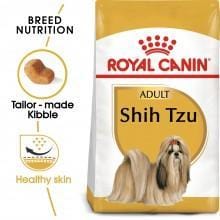 Adult Shih-Tzu