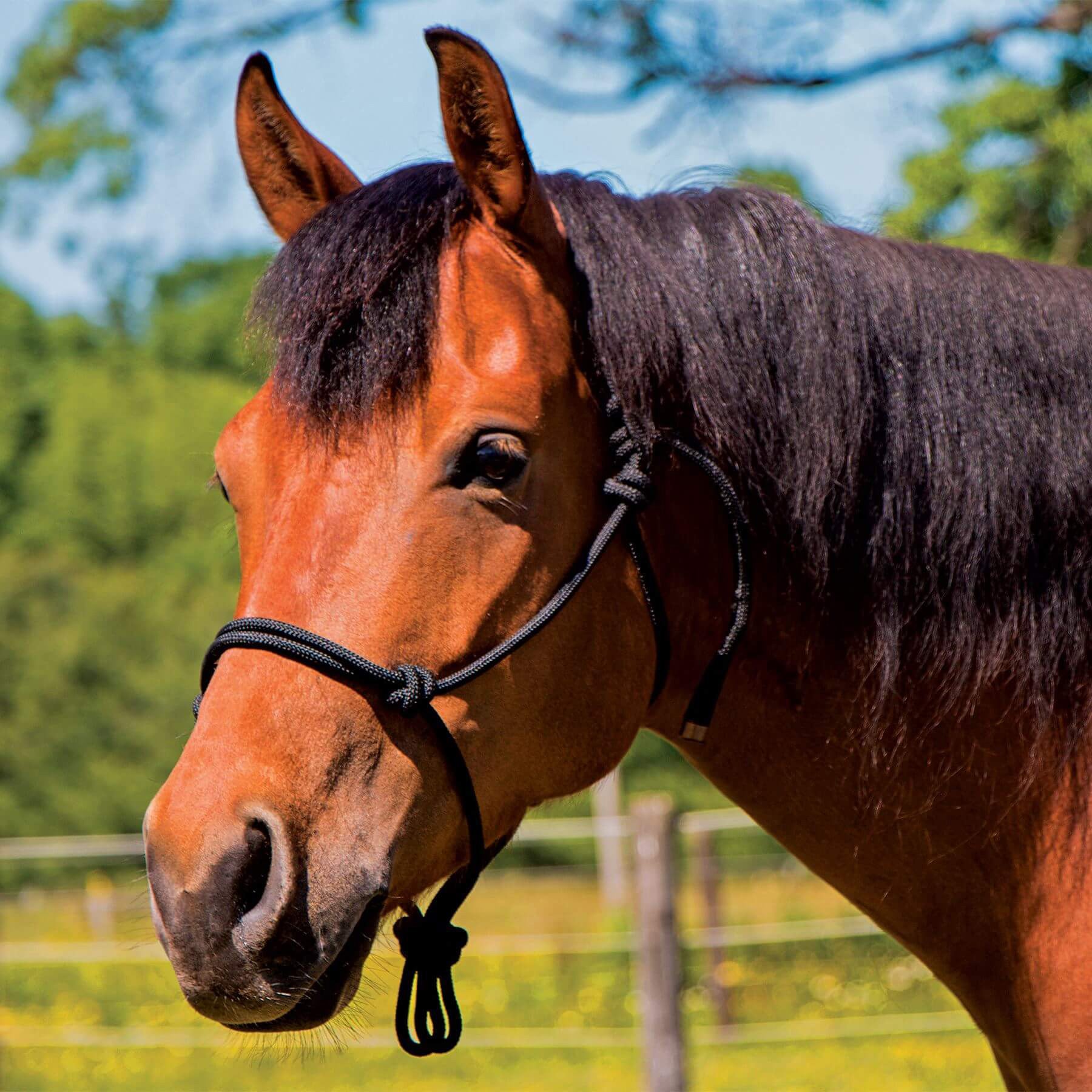 Beucephal Rope Halter