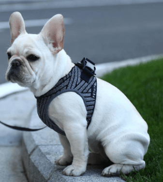 PETKIT Air Fly Harness